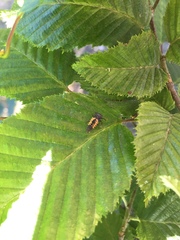 Harmonia axyridis