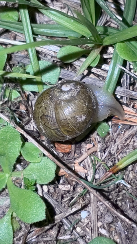 Cantareus apertus observed 2026-10-25