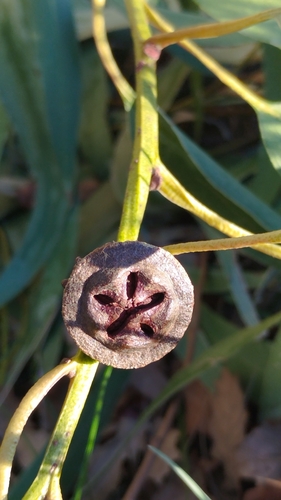 Eucalyptus globulus observed 2026-10-25