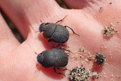 Epirinus flagellatus