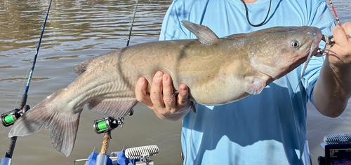 Channel Catfish