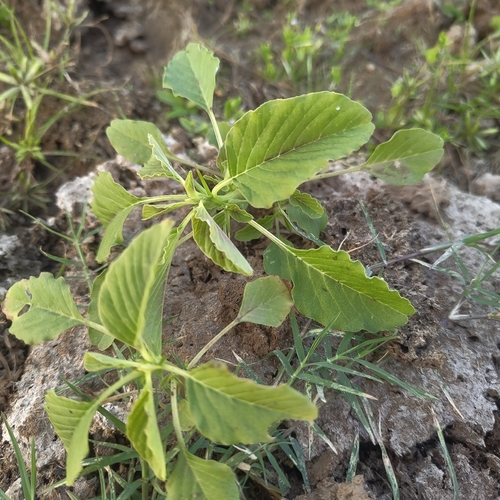 Amaranthus spinosus observed 2026-10-25