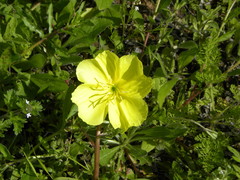 Oenothera triloba