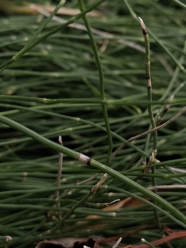 Equisetum ramosissimum observed 2026-10-24