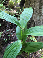 Veratrum fimbriatum