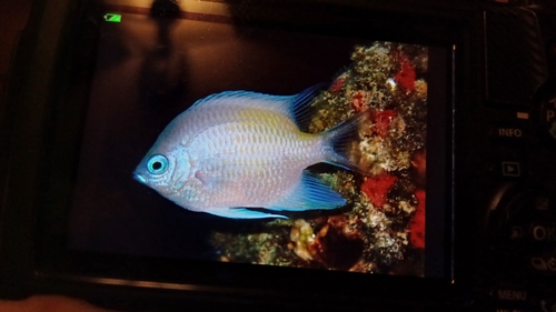 Amblyglyphidodon flavilatus observed 2026-10-25