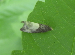 Notocelia cynosbatella