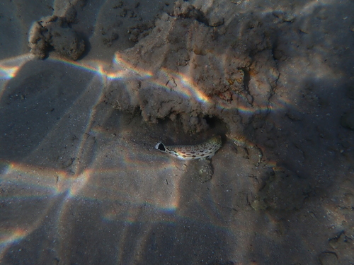 Parapercis hexophtalma observed 2026-10-14