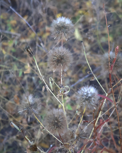 Porophyllum ruderale observed 2026-10-25