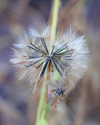 Porophyllum ruderale observed 2026-10-25