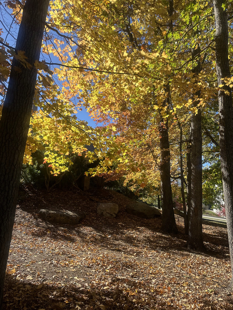 Sugar maple, about 22 miles from Connecticut River at Thompsonville
