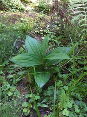 Veratrum fimbriatum