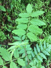 Sorbus aucuparia