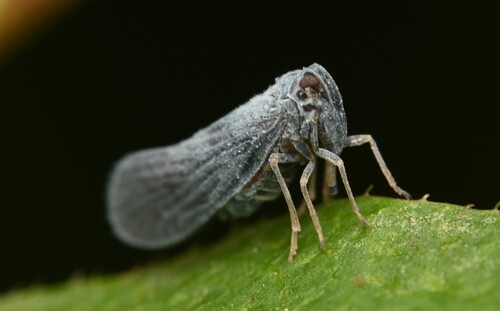 Cedusa maculata
