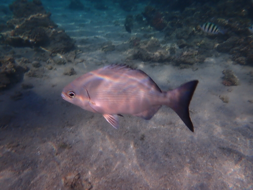 Kyphosus bigibbus observed 2026-10-14