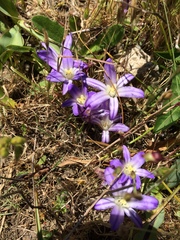 Brodiaea terrestris terrestris