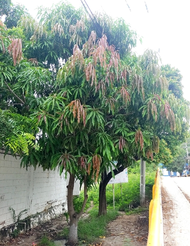 Mangifera indica observed 2026-10-24