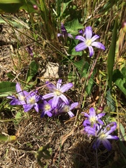 Brodiaea terrestris terrestris