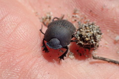 Epirinus flagellatus