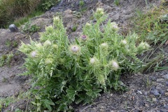 Cirsium andrewsii