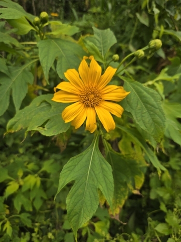 Tithonia diversifolia observed 2026-10-25