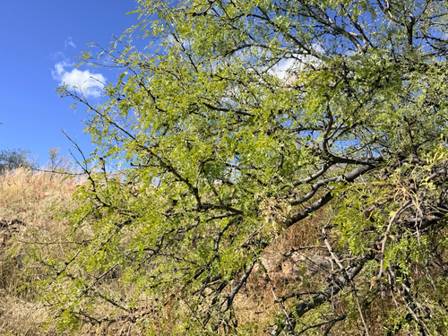 Prosopis juliflora observed 2026-10-25