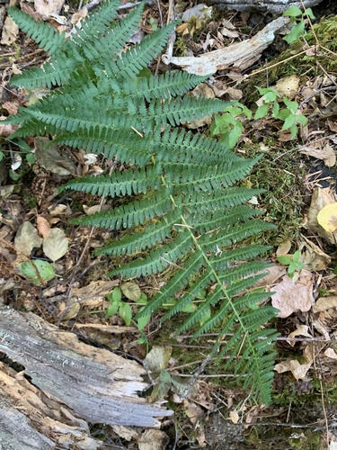 Dryopteris arguta, 2026-10-24