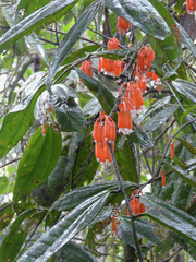 Psammisia guianensis