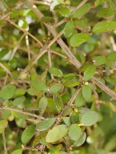 Coprosma rhamnoides observed 2026-10-25