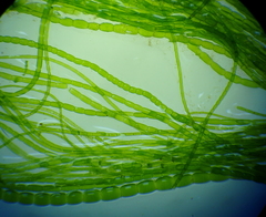 Urospora