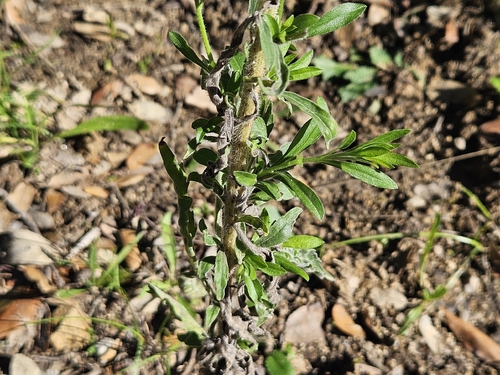 Erigeron sumatrensis observed 2026-10-25