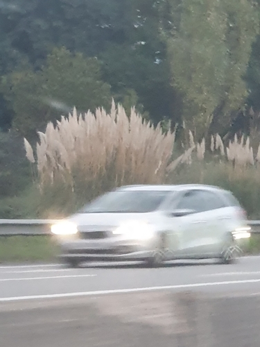 Cortaderia observed 2026-10-25
