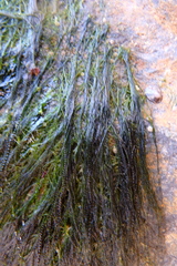 Urospora