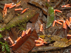 Psammisia guianensis