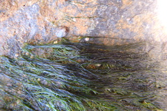 Urospora