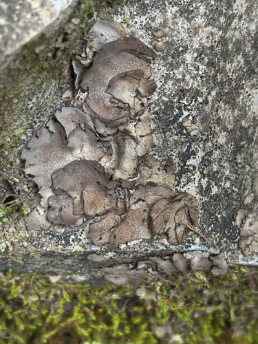 Leather Lichen