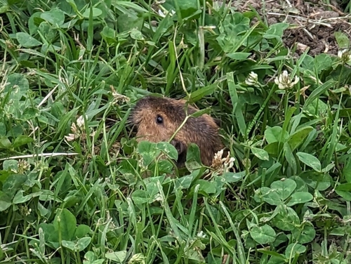 Southern California Pocket Gopher