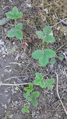 Fragaria moschata