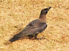 Corvus splendens