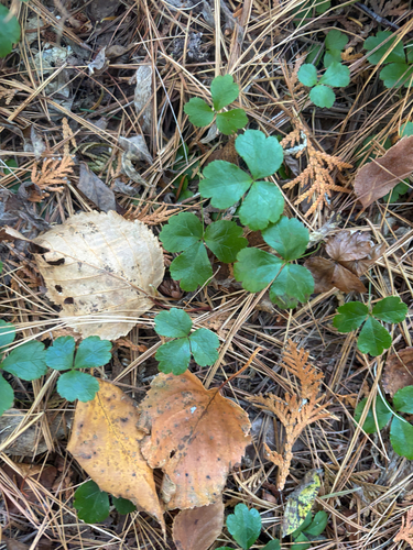 Coptis trifolia, 2026-10-24