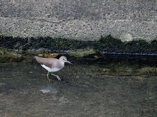 Tringa ochropus observed 2026-10-25