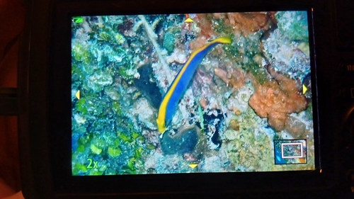 Pseudochromis observed 2026-10-25