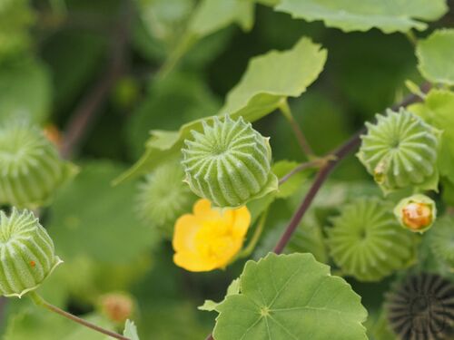 Abutilon indicum observed 2026-10-25