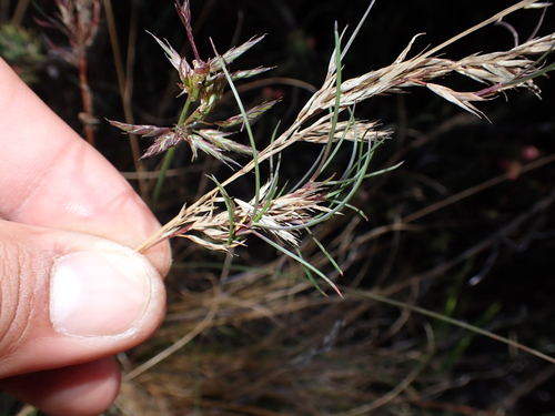 Festuca ovina observed 2026-10-24