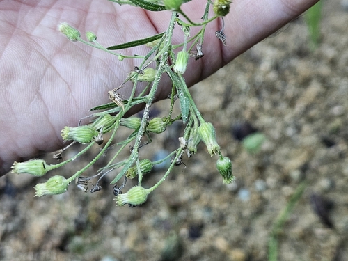 Erigeron sumatrensis observed 2026-10-25
