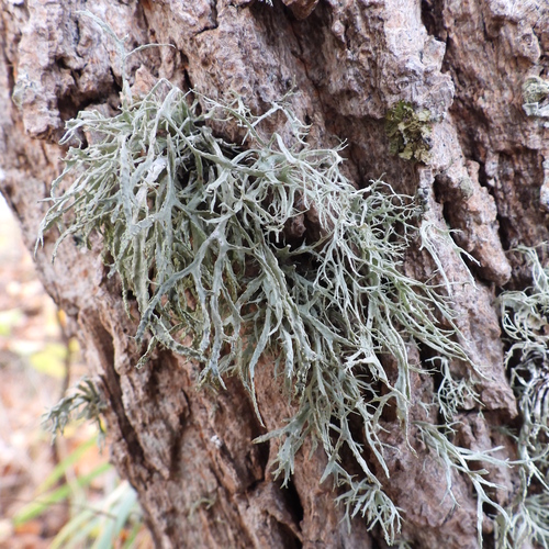 Ramalina farinacea observed 2026-10-25