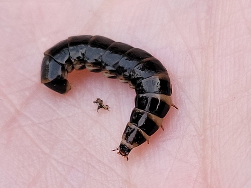 Phengodes