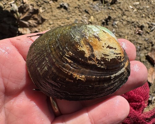 Lampsilis fasciola, 2026-10-23