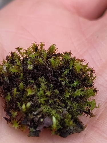 Geheebia ferruginea observed 2026-10-24