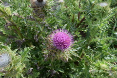 Cirsium andrewsii